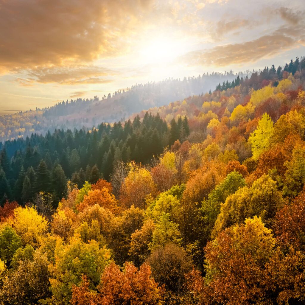 Goldener Herbst im Bayerischen Wald